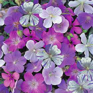 Unbranded Geranium Reflections Seeds