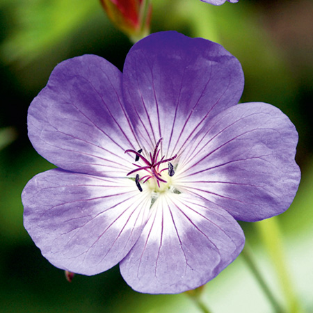 Unbranded Geranium Rozanne Pack of 3 Potted Plants