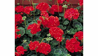 Unbranded Geranium Seeds - Vista Series Red F2