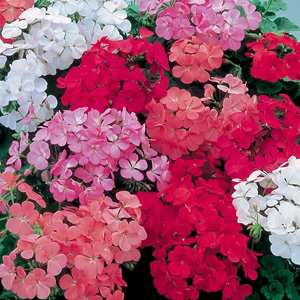 Unbranded Geranium Sensation Mix F1 Seeds