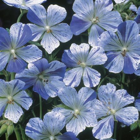 Unbranded Geranium Splish Splash Pack of 3 Bare Roots