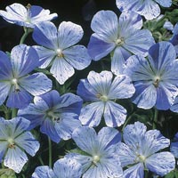 Unbranded Geranium Splish Splash Seeds