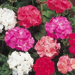 Unbranded Geranium Super Hybrid Mix Seeds