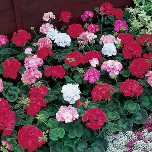 Geranium Torbay Improved Mix Seeds