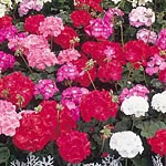 Unbranded Geranium Torbay Improved Mixture F2 Seeds