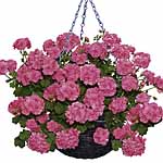 Unbranded Geranium Trailing Collection Plants 402291.htm