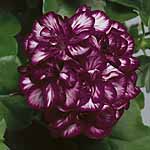 Unbranded Geranium Trailing Mexica Tom Plants 402311.htm