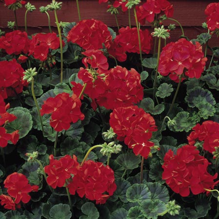 Unbranded Geranium Vista Red Plants Pack of 20 Easiplants