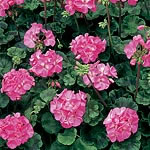 Unbranded Geranium Vista Series Seeds - Deep Rose