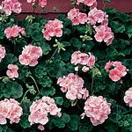 Unbranded Geranium Vista Series Seeds - Salmon 411317.htm