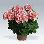 Unbranded Geranium Zonal Collection Plants