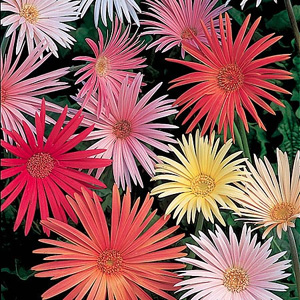 Unbranded Gerbera Feisty Mix Seeds