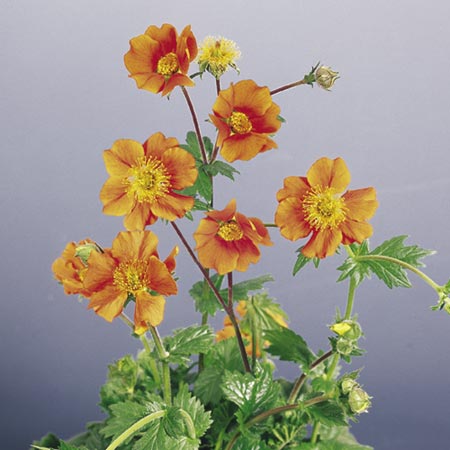 Unbranded Geum Cooky Seeds Average Seeds 50