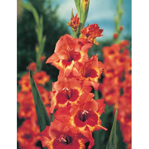 Unbranded Gladioli Alice Bulbs