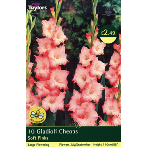 Unbranded Gladioli Cheops Bulbs