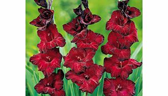 Unbranded Gladioli Corms - Mexico