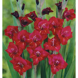 The Flevo Party produces blooms of burgundy flowers with white flecks.