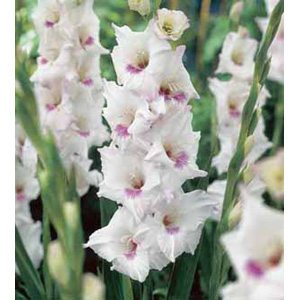 Unbranded Gladioli Home Coming Bulbs