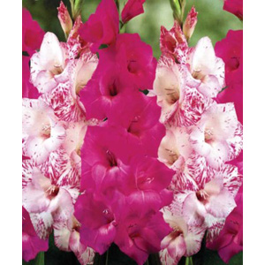 This Gladioli is a classic combination of striking mixtures and blends for the perfect summer garden