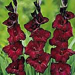 Unbranded Gladioli Large Flowered - Mexico