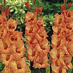 Unbranded Gladioli Large Flowered - Peter Pears 248487.htm