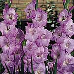 Unbranded Gladioli Large Flowered Collection 248444.htm