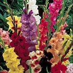 Unbranded Gladioli Large Flowered Mixed