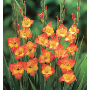 Unbranded Gladioli Little Darling Bulbs