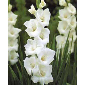 Unbranded Gladioli Sancerre Bulbs