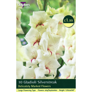 Unbranded Gladioli Silverstreak Bulbs