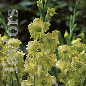 Unbranded Gladioli Spring Green Bulbs