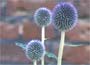 Globe Thistle