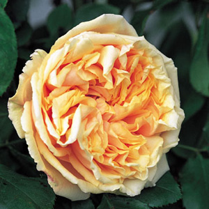 Unbranded Gloire de Dijon - Climbing Rose ** AUTUMN PRE