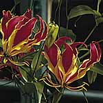 Unbranded Gloriosa Rothschildiana 212820.htm