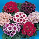 Unbranded Gloxinia Empress F1 Seeds 411392.htm