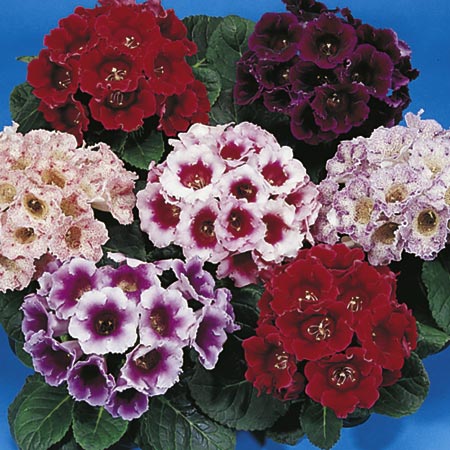 Unbranded Gloxinia Empress F1 Seeds Average Seeds 250