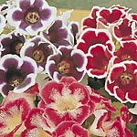 Unbranded Gloxinia Mix