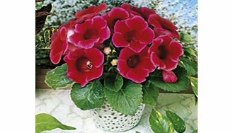 Unbranded Gloxinia Tubers - Etoile de Feu