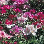 Unbranded Godetia Azalea Flowered Mix Seeds