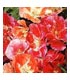 Unbranded Godetia Azalea Flowered Mixed Seeds