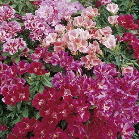 Unbranded Godetia Dwarf Bedding Mixed Seeds Average Seeds