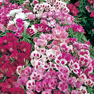 Godetia Little Frills Mix Seeds