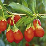 Unbranded Goji Berry Plant