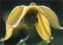 Golden Clematis (Group 3)