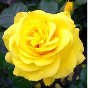 Unbranded Golden Wedding  Floribunda Rose