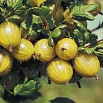 Unbranded Gooseberry Hinnonmaki Yellow 481428.htm