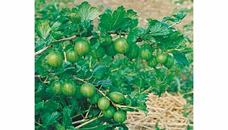 Unbranded Gooseberry Plant - Invicta