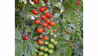 Unbranded Grafted Tomato Plant - F1 Sweet Petit