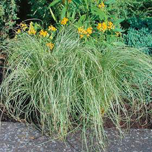 Unbranded Grass Ornamental  Carex comans Amazon Mist Seeds