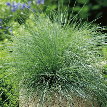 Unbranded Grass Ornamental Festuca Festina Average Seeds 85